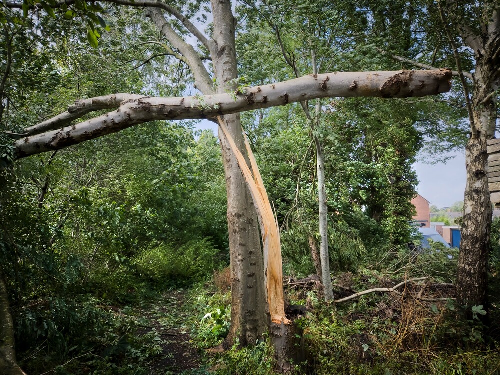 Storm Poly maakt kunstwerk van boom. Foto: Peter Wouda