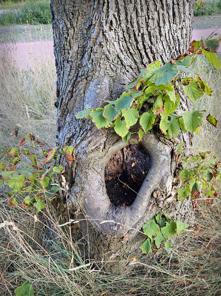 endrotelme vergroot boomhabitat