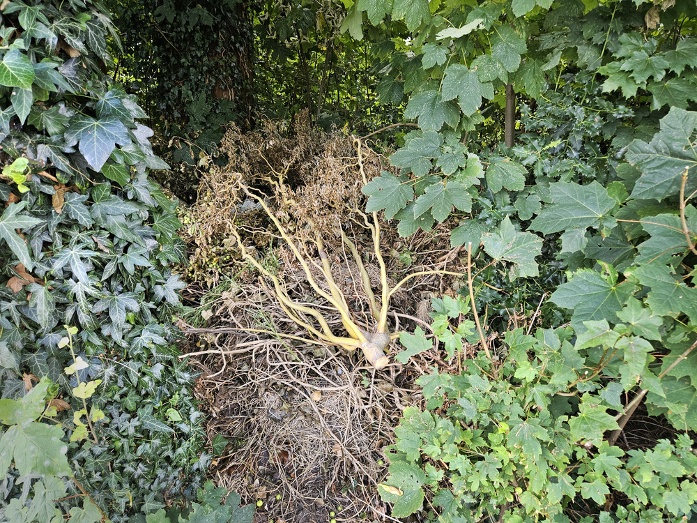 dumping van tuinafval niet toegestaan in Le Roy-tuin